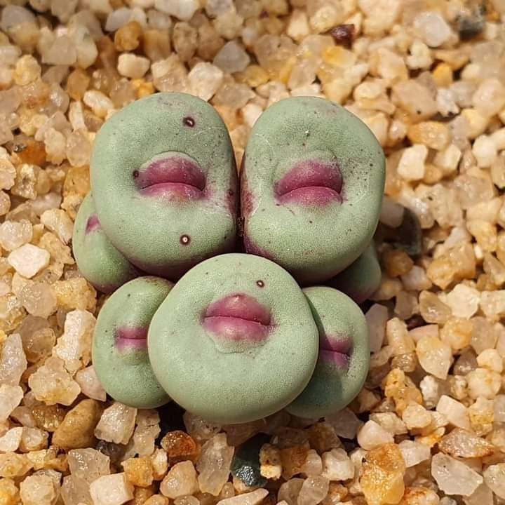 conophytum-pageae conophytum pageae