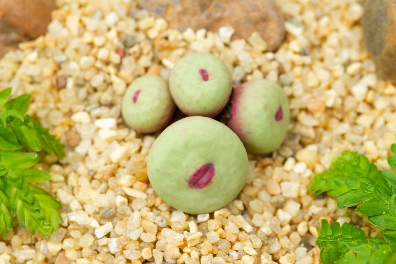 conophytum-pageae-1 conophytum pageae 1