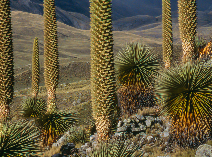 queen of the andes