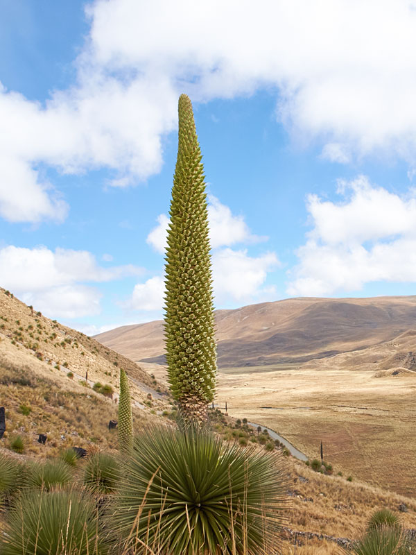 queen of the andes 1