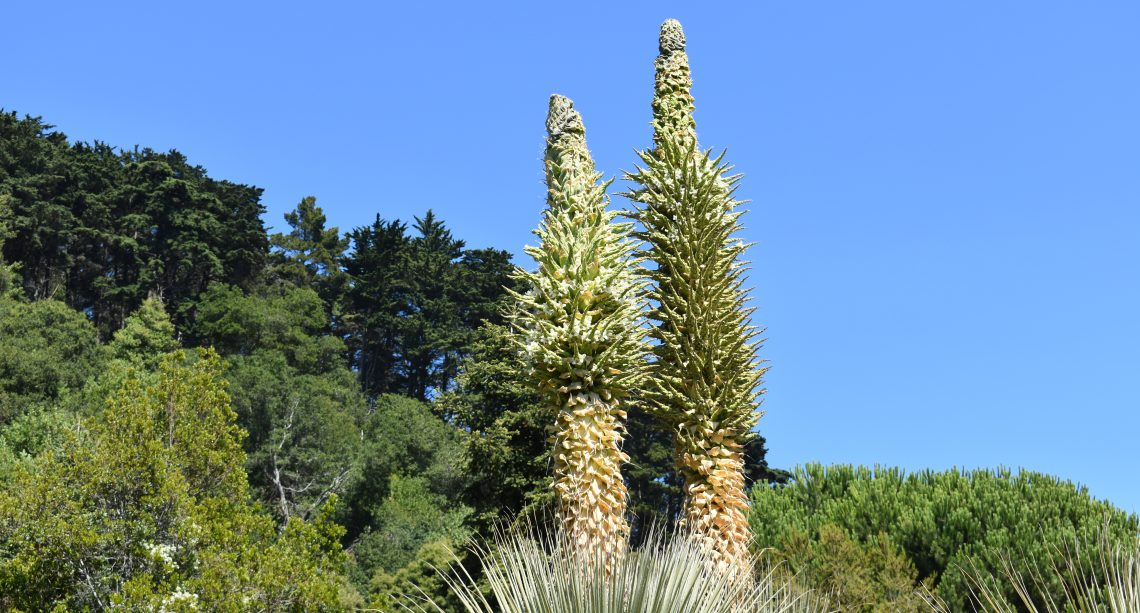 queen of the andes 2