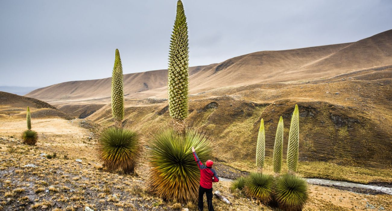queen of the andes 3