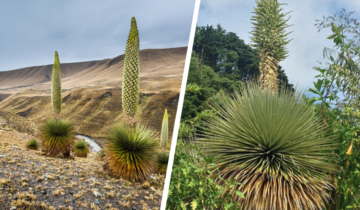 queen of the andes feature