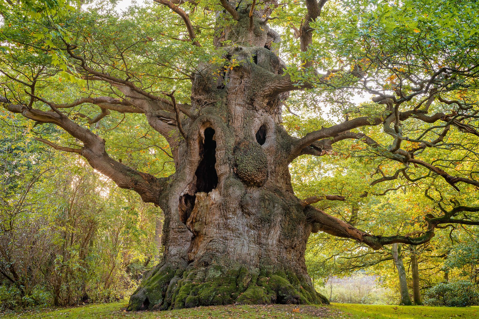 The Majesty Oak — Lars van de Goor