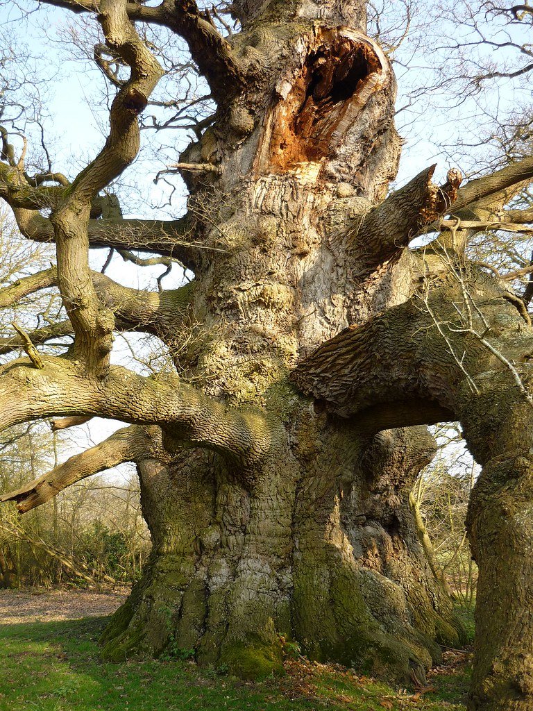 The 'His Majesty' Fredville Oak. One of the largest oak tr… | Flickr