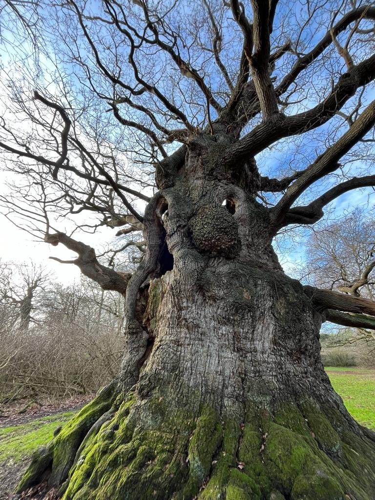 The Majesty Oak