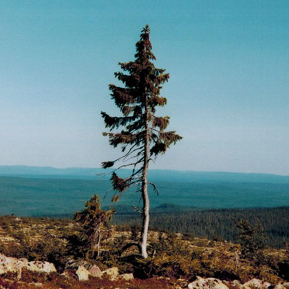 oldest-tree-2 oldest tree 2