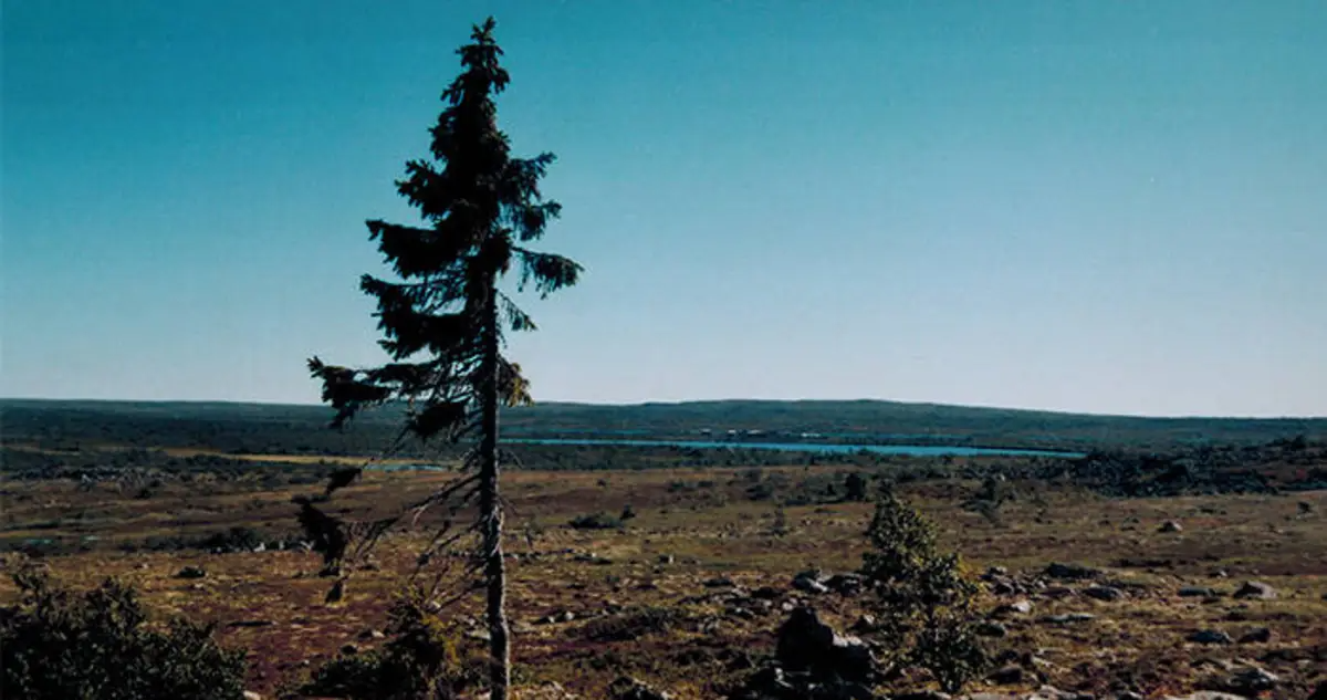 oldest-tree-3 oldest tree 3