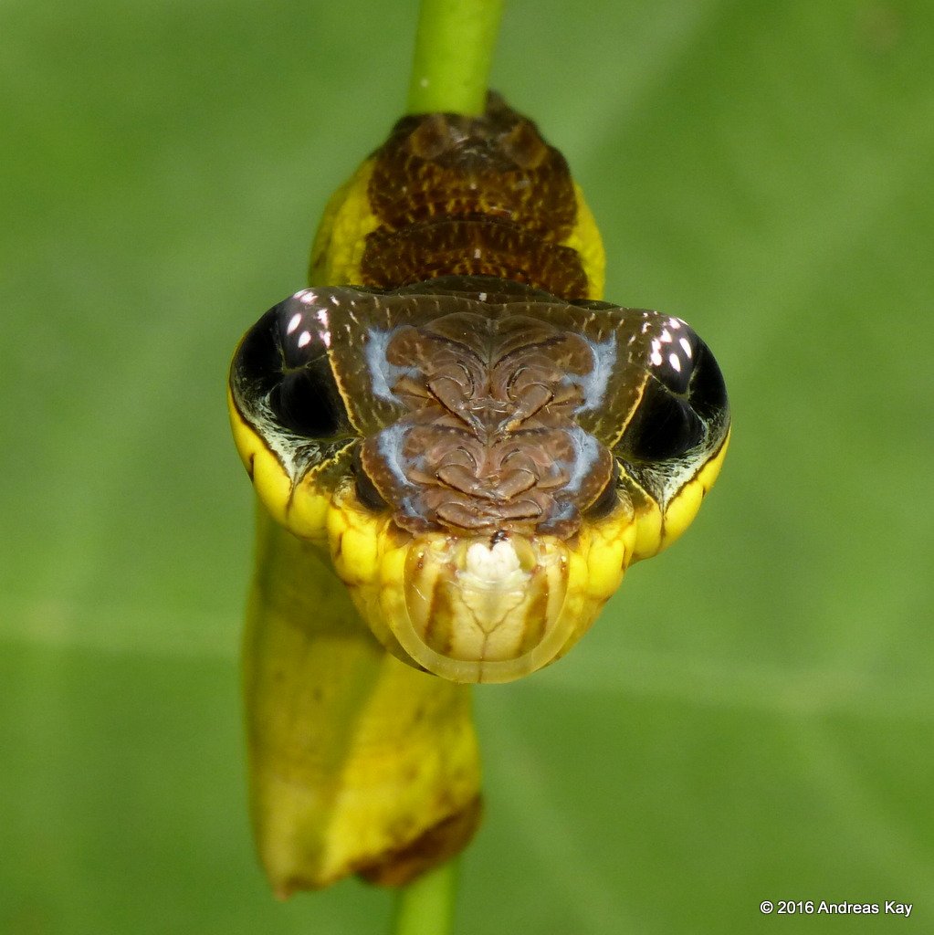 This is not a snake, it's one of the best mimics in nature | WTF!? | Earth Touch News