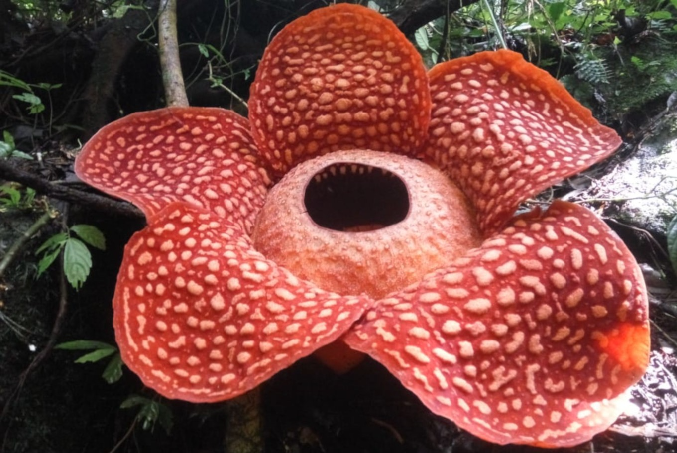 rafflesia tuan mudae