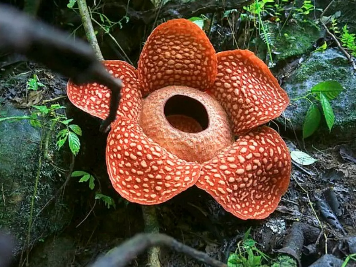 rafflesia tuan mudae 1