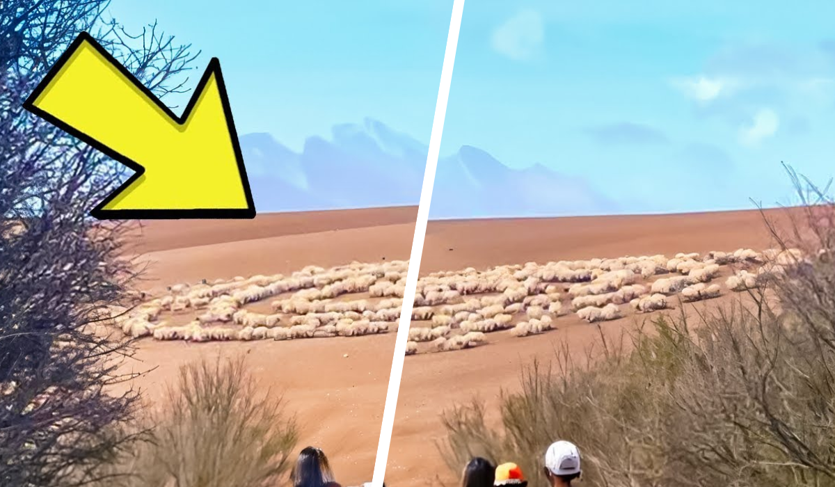animals.png