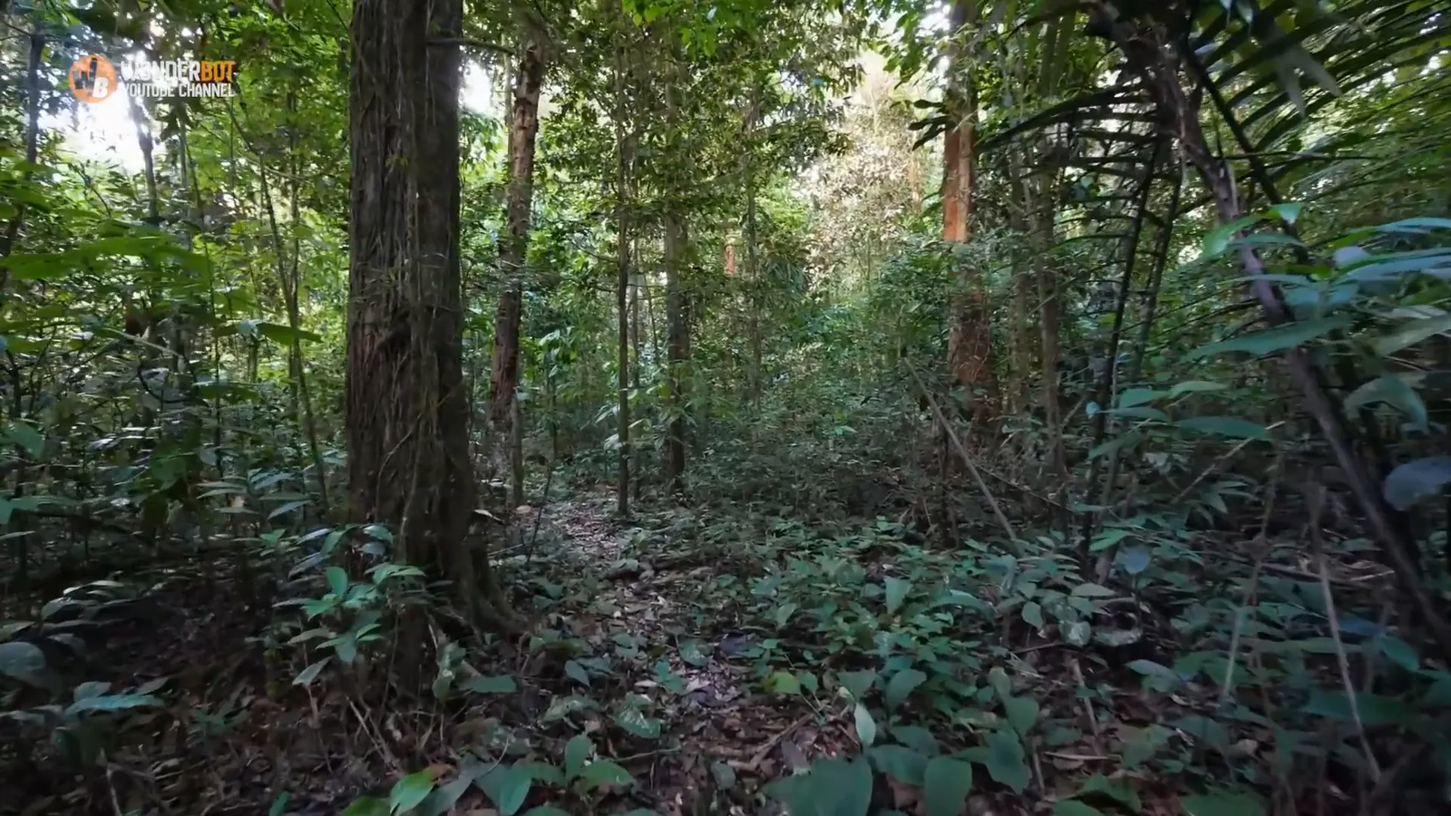 Elias realizes he is lost in the forest