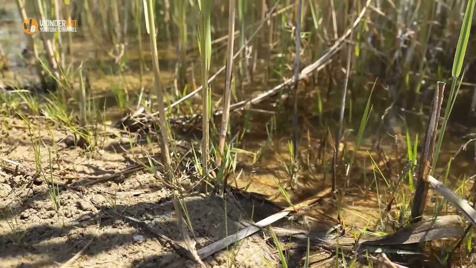 Elias encounters a snake
